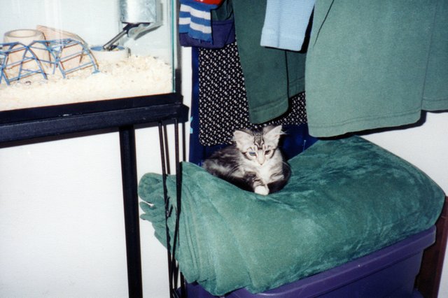 Maggie Kitten, Dec 1999