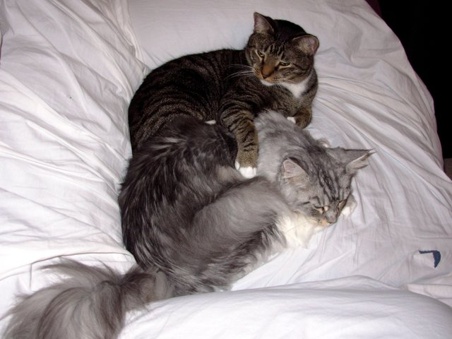 Dandy Hugging His Girl, Maggie
