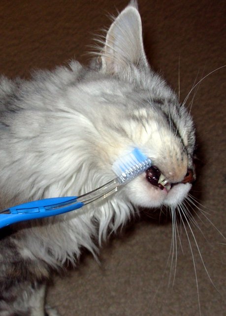 Maggie Modeling for Teeth Brushing Ad