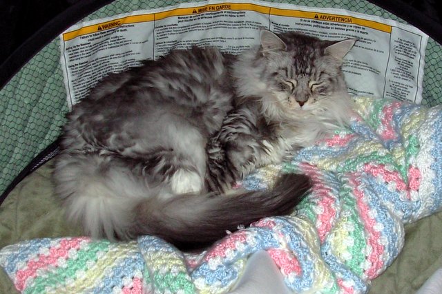 Maggie in the Bassinet