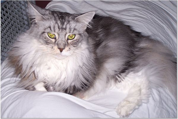 Maggie