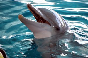 Winter from a Dolphin Tale